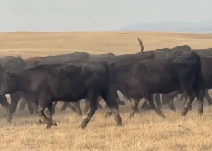 100 Head of Home Raised-1 iron- Calve March 8th 45 days!